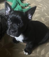 French Bulldog Puppies for sale in Stanhope, New Jersey. price: $750