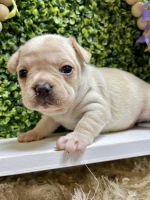 French Bulldog Puppies for sale in Broxton, GA 31519, USA. price: $2,200