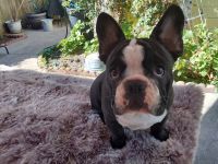 French Bulldog Puppies for sale in Union City, California. price: $1,000