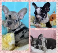 French Bulldog Puppies for sale in Orlando, Florida. price: $2,500