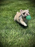 French Bulldog Puppies for sale in Frankfort, Indiana. price: $2,500