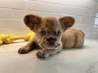 French Bulldog Puppies for sale in Houston, Texas. price: $4,000