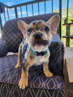 French Bulldog Puppies for sale in Las Vegas, Nevada. price: $2,500
