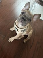 French Bulldog Puppies for sale in Houston, Texas. price: $1,900