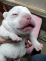 French Bulldog Puppies for sale in Jefferson, Oregon. price: $4,000