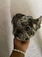 French Bulldog Puppies for sale in Long Beach, California. price: $5,000