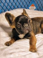 French Bulldog Puppies for sale in Livonia, Michigan. price: $3,000