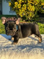 French Bulldog Puppies for sale in Miami, Florida. price: $4,200
