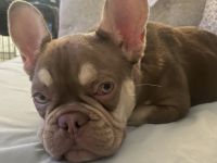 French Bulldog Puppies for sale in Anaheim, California. price: $3,000