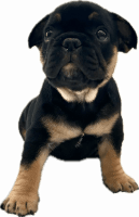 French Bulldog Puppies for sale in Miami, Florida. price: $1,200