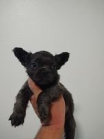 French Bulldog Puppies for sale in Adelanto, California. price: $1,200