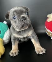 French Bulldog Puppies for sale in Rochelle Park, New Jersey. price: NA