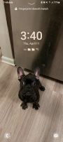 French Bulldog Puppies for sale in Naperville, Illinois. price: $2,000