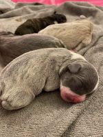 French Bulldog Puppies for sale in Ocala, Florida. price: $2,800