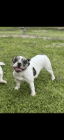 French Bulldog Puppies for sale in Kissimmee, Florida. price: $1,200