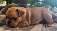 French Bulldog Puppies for sale in Wittmann, Arizona. price: $2,250
