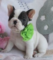 French Bulldog Puppies for sale in Moorpark, CA 93021, USA. price: $3,000