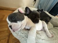 French Bulldog Puppies for sale in Moorpark, CA 93021, USA. price: $3,000