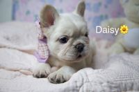 French Bulldog Puppies for sale in Fullerton, California. price: $2,500
