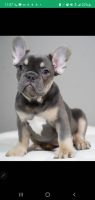 French Bulldog Puppies for sale in Burnsville, Minnesota. price: $3,000