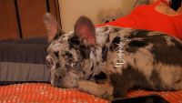 French Bulldog Puppies for sale in Phoenix, Arizona. price: $4,500