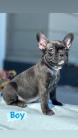 French Bulldog Puppies for sale in Hayward, California. price: $1,000
