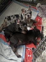 French Bulldog Puppies for sale in Aurora, Colorado. price: $5,000