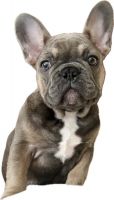 French Bulldog Puppies for sale in Fresno, California. price: $3,200
