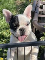 French Bulldog Puppies for sale in Topeka, Kansas. price: $1,500