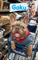 French Bulldog Puppies for sale in New York City, New York. price: $4,000