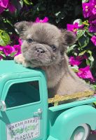 French Bulldog Puppies for sale in Brooksville, Florida. price: $4,000