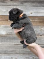 French Bulldog Puppies for sale in Lubbock, Texas. price: NA