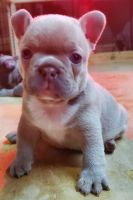 French Bulldog Puppies for sale in Houston, Texas. price: $2,500