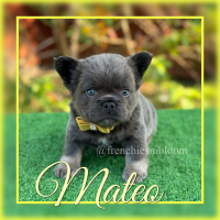 French Bulldog Puppies for sale in Palm Bay, Florida. price: $3,500