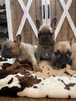 French Bulldog Puppies for sale in Branson, Missouri. price: $4,500