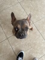French Bulldog Puppies for sale in North Las Vegas, Nevada. price: $1,000