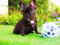 French Bulldog Puppies for sale in Antioch, California. price: $2,800