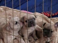 French Bulldog Puppies for sale in Rigby, Idaho. price: NA