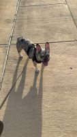 French Bulldog Puppies for sale in Forney, Texas. price: $5,500