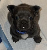 French Bulldog Puppies for sale in Owatonna, Minnesota. price: $1,800