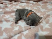 French Bulldog Puppies for sale in Ft.  Myers Beach, Florida. price: $5,000