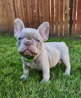 French Bulldog Puppies for sale in Bellingham, Washington. price: $5,000