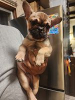 French Bulldog Puppies for sale in Grand Prairie, Texas. price: $2,500