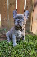 French Bulldog Puppies for sale in Bellingham, Washington. price: $2,800