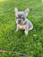 French Bulldog Puppies for sale in Bellingham, Washington. price: $3,500