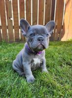 French Bulldog Puppies for sale in Bellingham, Washington. price: $3,000