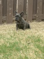 French Bulldog Puppies for sale in Oklahoma City, Oklahoma. price: $2,500