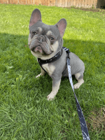 French Bulldog Puppies for sale in Bellingham, Washington. price: $1,800