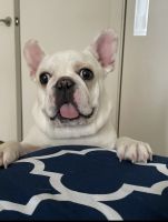 French Bulldog Puppies for sale in Manhattan, New York. price: $1,000