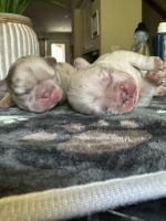 French Bulldog Puppies for sale in Fremont, California. price: $3,000